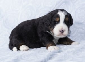 mini bernedoodle breeder