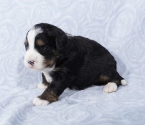 mini bernedoodle puppies nearby