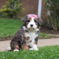 mini bernedoodles for sale