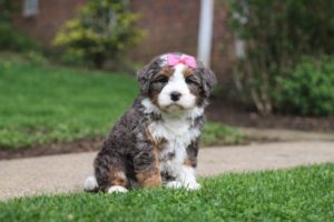 mini bernedoodles for sale