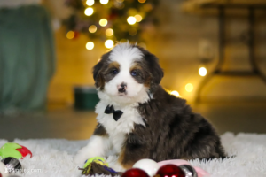 mini bernedoodle puppies nearby