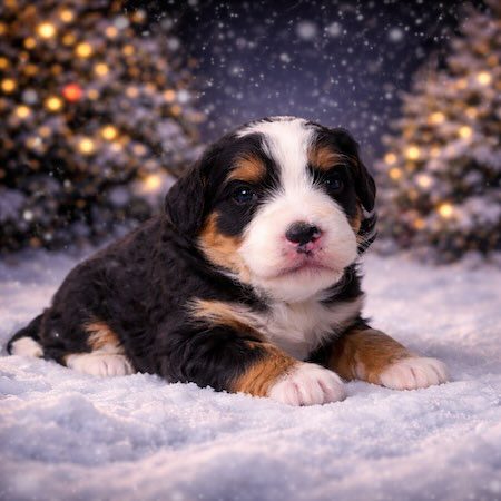 Mini bernedoodle puppies for sale