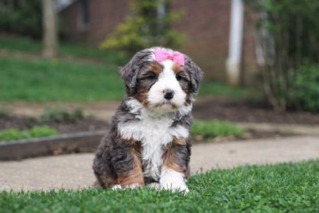 best bernedoodle breeders near me