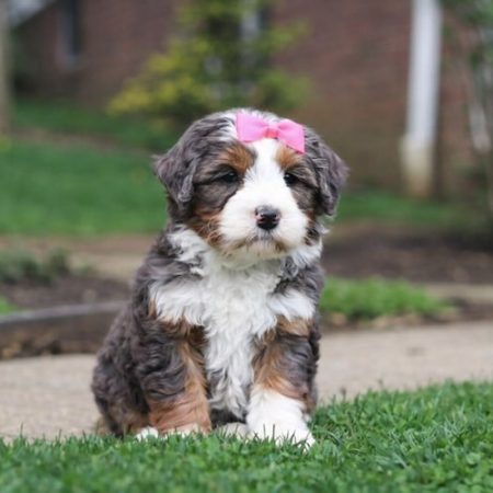 best bernedoodle breeders near me