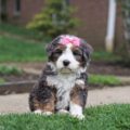 mini bernedoodle puppies for sale