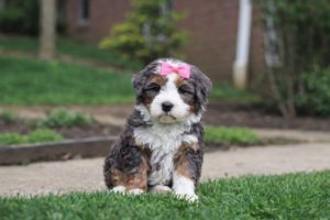 mini bernedoodle puppies for sale