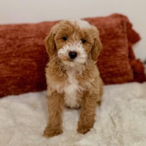 mini goldendoodle puppies near me