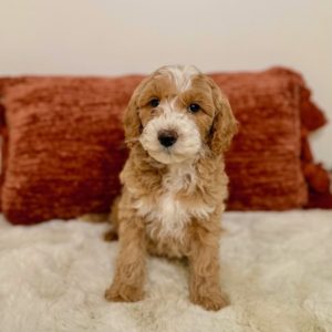 mini goldendoodle puppies