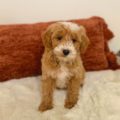 micro goldendoodles for sale