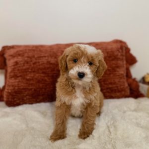 minature goldendoodle puppies