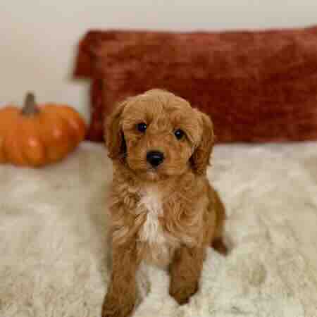 Cute toy golden doodle puppy on white blanket