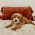 toy goldendoodle puppies for sale