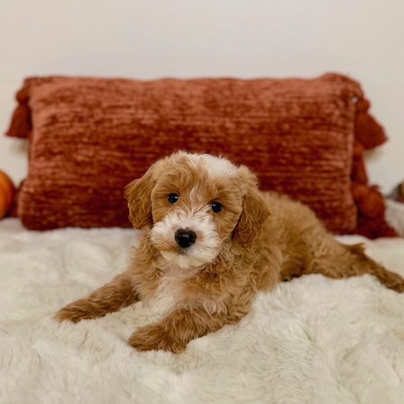 Apricot toy golden doodle puppy sitting upright