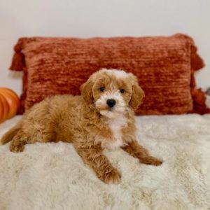 mini goldendoodle puppies