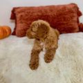mini goldendoodle puppies