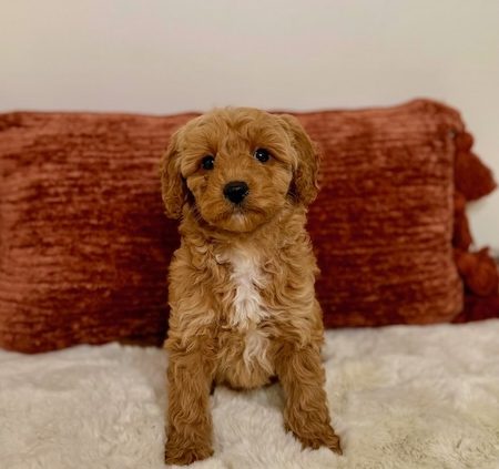 mini goldendoodle puppies