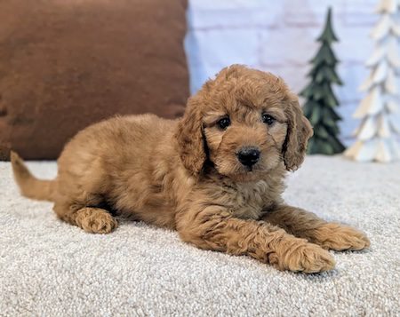 mini goldendoodles near me