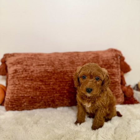 toy goldendoodle puppies