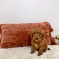 toy goldendoodle puppies