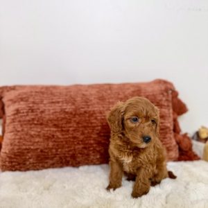 toy goldendoodle puppies