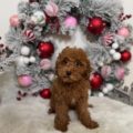 best toy goldendoodle breeders
