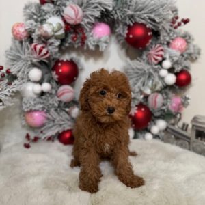 toy goldendoodle puppy for sale