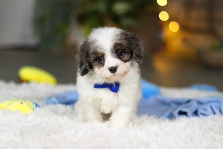 best cavapoo breeders