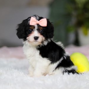 cavapoo puppies for sale