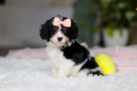 cavapoo puppies for sale