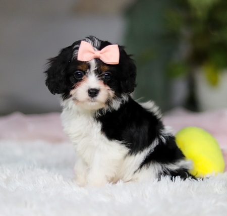 cavapoo puppies for sale
