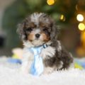 cavapoo puppies near me