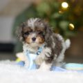 cavapoo breeders ohio