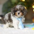 cavapoo puppies fl
