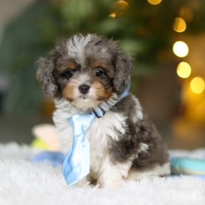 Cavapoo puppies in Florida