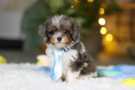 Cavapoo puppies in Florida