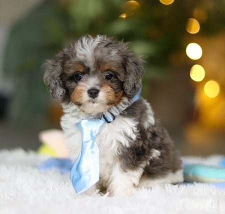 Cavapoo puppies in Florida