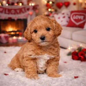 Golden doodle puppies for sale