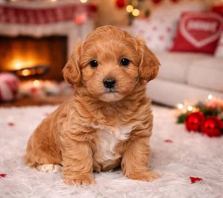 Golden doodle puppies for sale