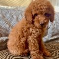 miro mini golden doodle puppies
