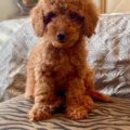 micro goldendoodle puppies for sale