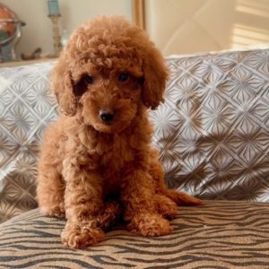 micro goldendoodle puppies