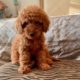 micro goldendoodle puppies