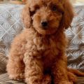 micro goldendoodle puppies