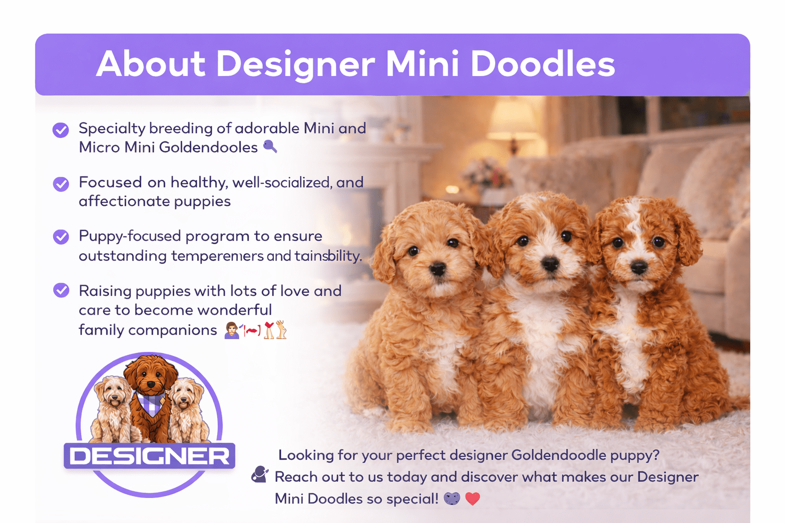 About Designer Mini Doodles - top-rated mini and micro goldendoodle breeder USA