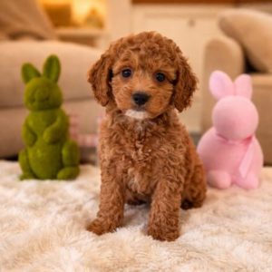 micro mini doodle puppies