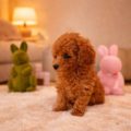 Micro Mini Goldendoodle puppies