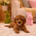 micro mini goldendoodles for sale