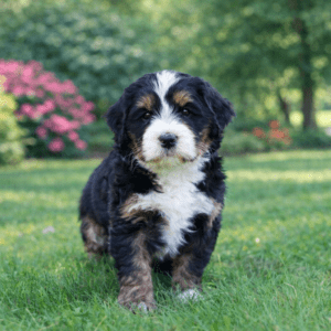 mini bernedoodle puppies for sale